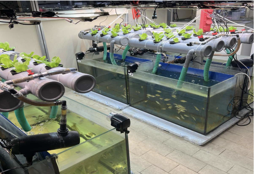 INSECT MEAL, INSECT FRASS AND HYDROPONIC BY PRODUCTS FED TO COMMON CARP (Cyprinus carpio) WHICH WAS CO CULTURED WITH LETTUCE (Lactuca sativa) IN A CLOSED LOOP AQUAPONIC SYSTEM: AWARE PROJECT